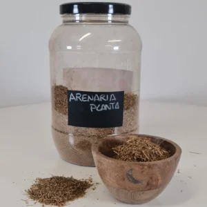 Arenaria planta cuenco y bote